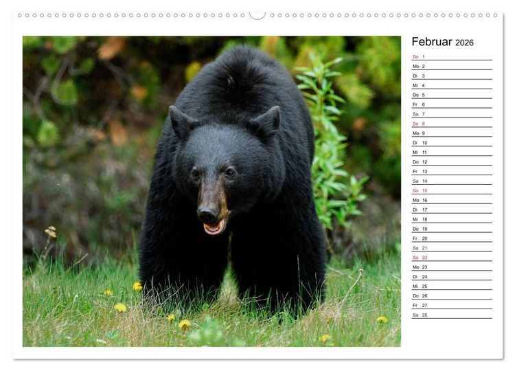 Produktbild: Alaskas Tierwelt - Paradies im Norden (Wandkalender 2026 DIN A2 quer), CALVENDO Monatskalender