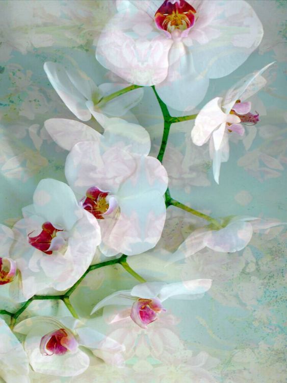Produktbild: CALVENDO Puzzle Wei&szlig; Blaue Orchidee | 1000 Teile Lege-Gr&ouml;&szlig;e 64x48cm Foto-Puzzle f&uuml;r gl&uuml;ckliche Stunden