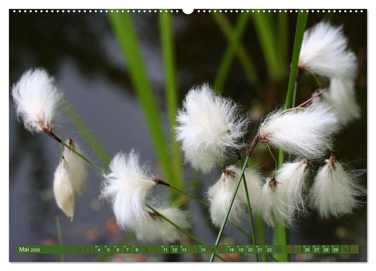 Produktbild: Natur, die bezaubert (Wandkalender 2026 DIN A2 quer), CALVENDO Monatskalender