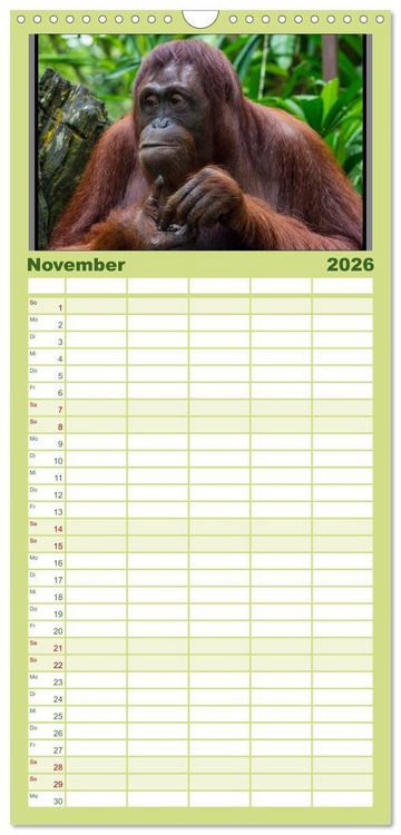 Produktbild: Familienplaner 2026 - Orang-Utans mit 5 Spalten (Wandkalender, 21 x 45 cm) CALVENDO