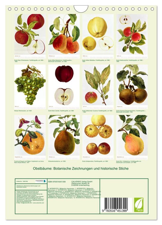 Produktbild: Obstb&auml;ume: Botanische Zeichnungen und historische Stiche (Wandkalender 2026 DIN A4 hoch), CALVENDO Monatskalender