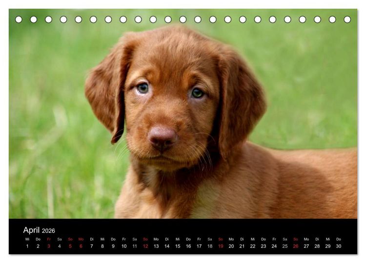 Produktbild: Magyar Vizsla Welpen (Tischkalender 2026 DIN A5 quer), CALVENDO Monatskalender