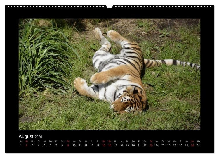 Produktbild: Bitte nicht st&ouml;ren... hier tr&auml;umen Tiere (hochwertiger Premium Wandkalender 2026 DIN A2 quer), Kunstdruck in Hochglanz