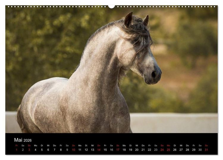Produktbild: Spaniens stolze Pferde (hochwertiger Premium Wandkalender 2026 DIN A2 quer), Kunstdruck in Hochglanz