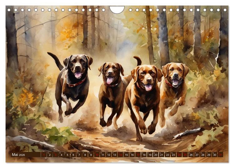 Produktbild: Voller Kraft und Energie - Labrador-Retriever (Wandkalender 2026 DIN A4 quer), CALVENDO Monatskalender
