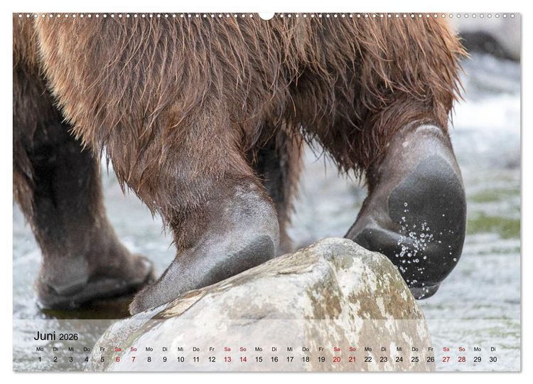 Produktbild: Aug in Aug mit den Braunb&auml;ren in Kamtschatka (Wandkalender 2026 DIN A2 quer), CALVENDO Monatskalender