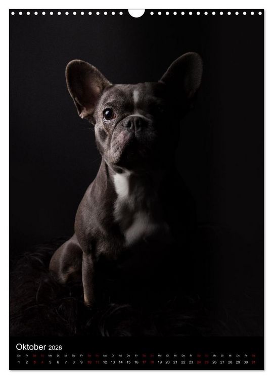 Produktbild: Bullyzauber - Franz&ouml;sische Bulldoggen (Wandkalender 2026 DIN A3 hoch), CALVENDO Monatskalender