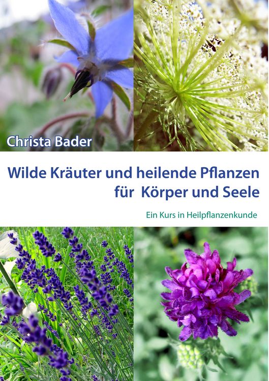 zimmerpflanze mit hngenden rosa blten Begonia corallina 'Tamaya'