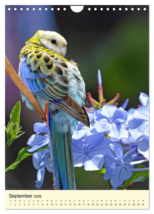 Produktbild: Auge in Auge mit Kakadus und Sittichen aus Australien (Wandkalender 2026 DIN A4 hoch), CALVENDO Monatskalender