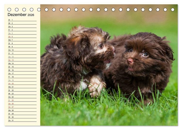 Produktbild: Kobolde auf 4 Pfoten - Bolonka Zwetna (Tischkalender 2026 DIN A5 quer), CALVENDO Monatskalender