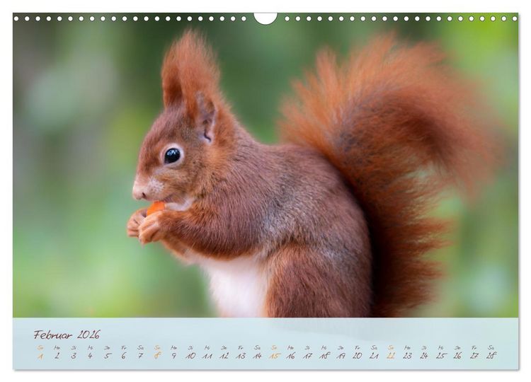 Produktbild: Sch&ouml;nheiten des Waldes (Wandkalender 2026 DIN A3 quer), CALVENDO Monatskalender