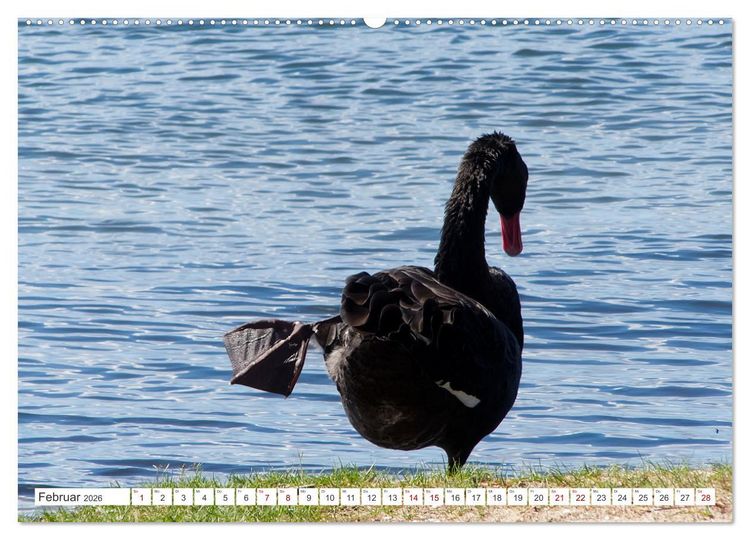 Produktbild: Australiens V&ouml;gel (hochwertiger Premium Wandkalender 2026 DIN A2 quer), Kunstdruck in Hochglanz