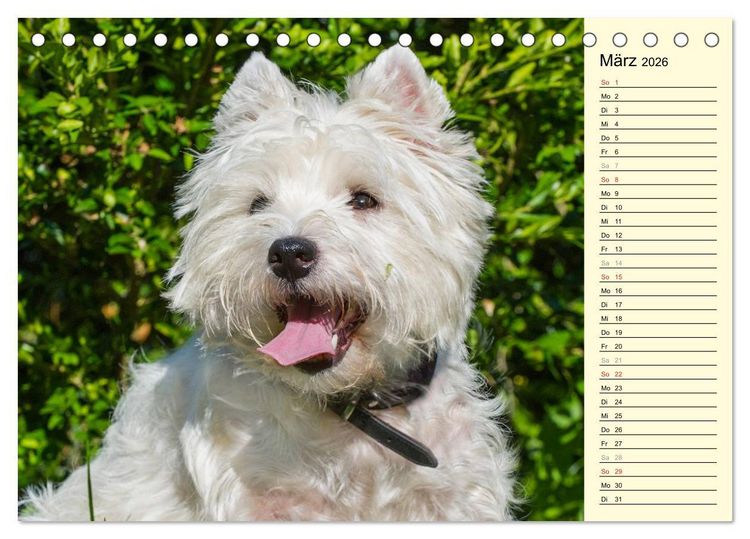 Produktbild: Kobold auf 4 Pfoten - West Highland White Terrier (Tischkalender 2026 DIN A5 quer), CALVENDO Monatskalender