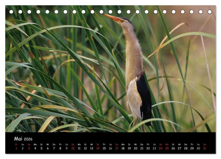 Produktbild: Naturjuwelen - Neusiedler See (Tischkalender 2026 DIN A5 quer), CALVENDO Monatskalender