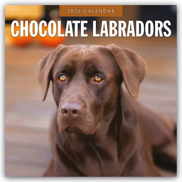 Produktbild: Chocolate Labrador Retrievers – Schokoladenbraune Labrador Retriever 2026 – 16-Monatskalender