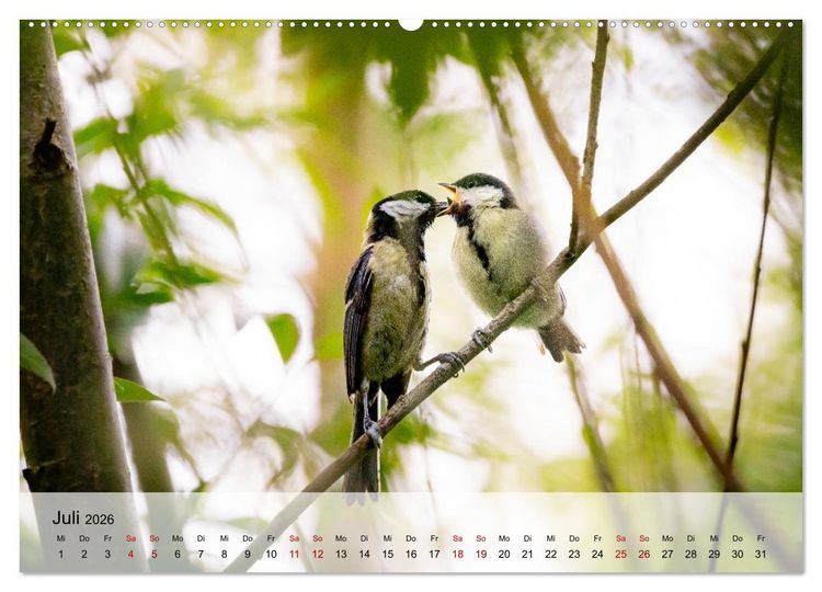 Produktbild: Magische Tiermomente (Wandkalender 2026 DIN A2 quer), CALVENDO Monatskalender