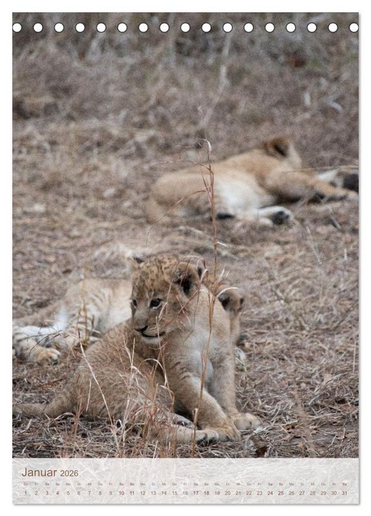 Produktbild: L&ouml;wen in Sabi Sands (Tischkalender 2026 DIN A5 hoch), CALVENDO Monatskalender