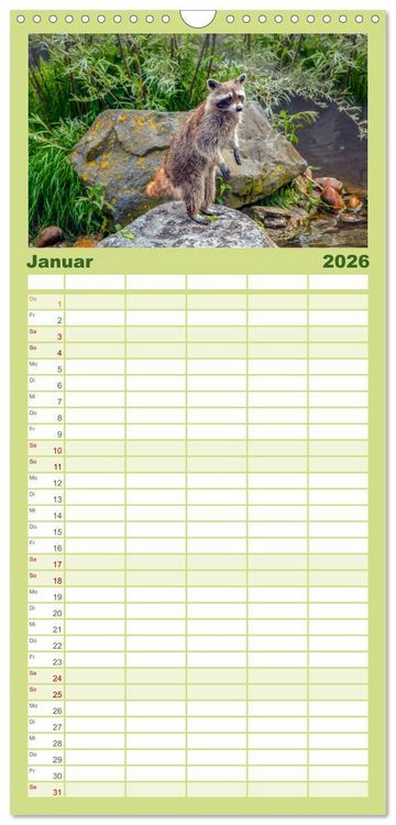 Produktbild: Familienplaner 2026 - Waschb&auml;r - Niedlicher Allesfresser mit 5 Spalten (Wandkalender, 21 x 45 cm) CALVENDO