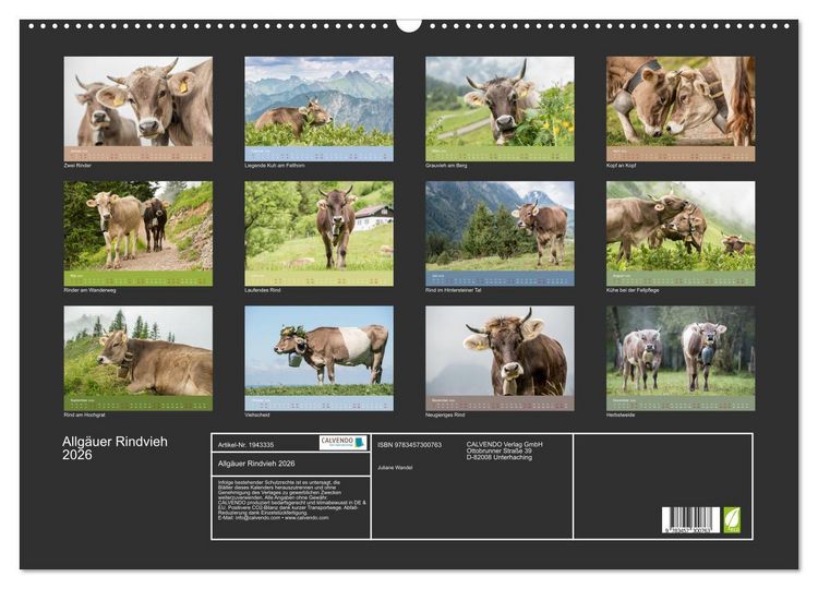 Produktbild: Allg&auml;uer Rindvieh 2026 (Wandkalender 2026 DIN A2 quer), CALVENDO Monatskalender