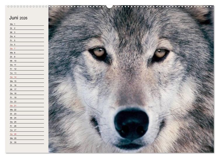 Produktbild: W&ouml;lfe. Verwegene Anmut (hochwertiger Premium Wandkalender 2026 DIN A2 quer), Kunstdruck in Hochglanz