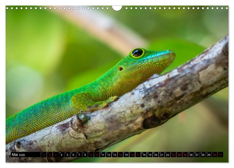 Produktbild: Seychellen - Das wahre Paradies (Wandkalender 2026 DIN A3 quer), CALVENDO Monatskalender