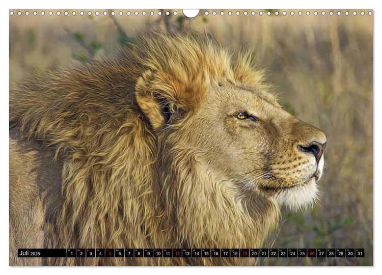 Produktbild: Wildes Leben in Afrika (Wandkalender 2026 DIN A3 quer), CALVENDO Monatskalender