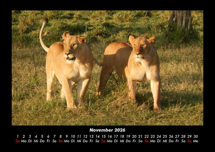 Produktbild: Tiere in der Wildnis 2026 Fotokalender DIN A3