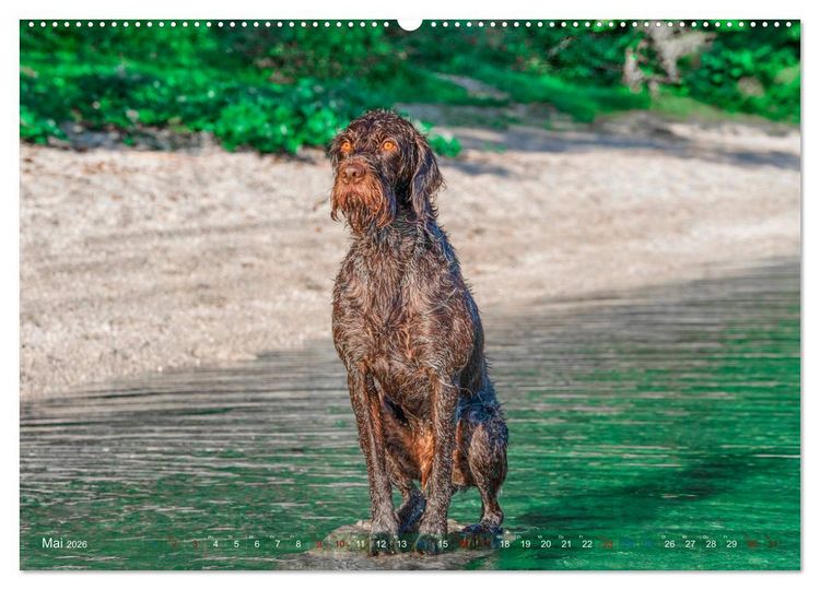 Produktbild: Deutsch Drahthaar - Ein Jahr mit Max (hochwertiger Premium Wandkalender 2026 DIN A2 quer), Kunstdruck in Hochglanz