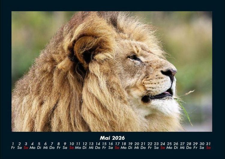 Produktbild: L&ouml;wen in der Wildnis 2026 Fotokalender DIN A4