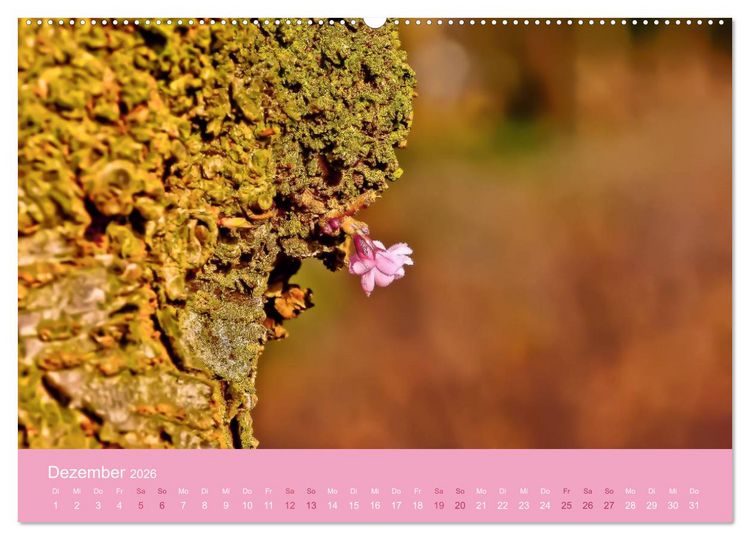 Produktbild: Zarte Kirschbl&uuml;ten - Berauschende Gedankend&uuml;fte (Wandkalender 2026 DIN A2 quer), CALVENDO Monatskalender