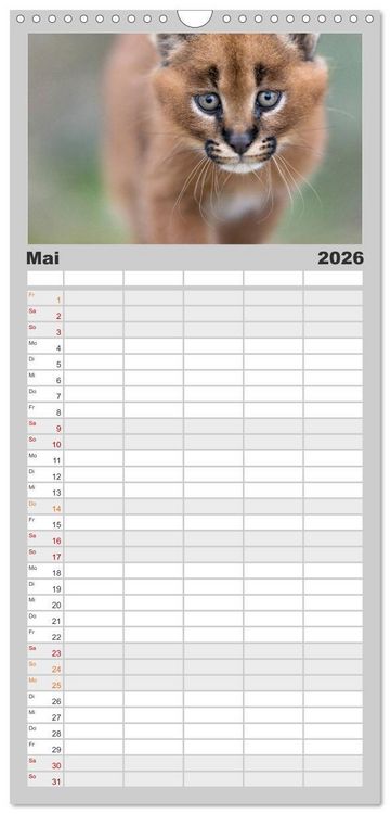 Produktbild: Familienplaner 2026 - Raubkatzenkinder mit 5 Spalten (Wandkalender, 21 x 45 cm) CALVENDO