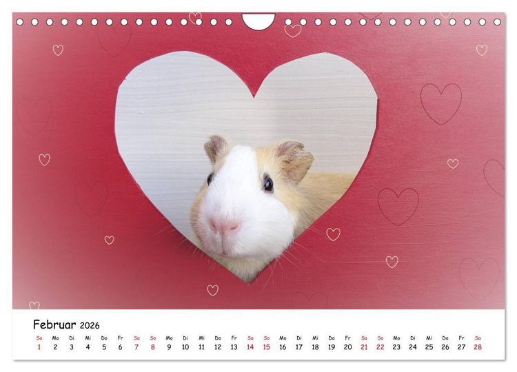 Produktbild: Meerschweinchen 2026 - bezaubernd, hinrei&szlig;end, entz&uuml;ckend (Wandkalender 2026 DIN A4 quer), CALVENDO Monatskalender