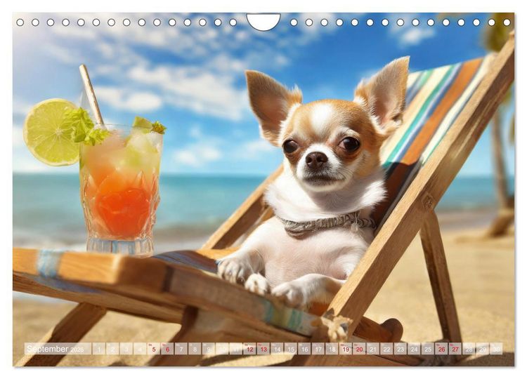 Produktbild: Chillige Chihuahuas - Entspannte Fellnasen genie&szlig;en das Leben (Wandkalender 2026 DIN A4 quer), CALVENDO Monatskalender