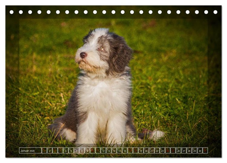 Produktbild: Bearded Collie, mein Freund (Tischkalender 2026 DIN A5 quer), CALVENDO Monatskalender