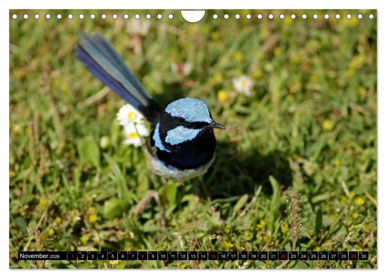 Produktbild: Die Tierwelt in Australien (Wandkalender 2026 DIN A4 quer), CALVENDO Monatskalender