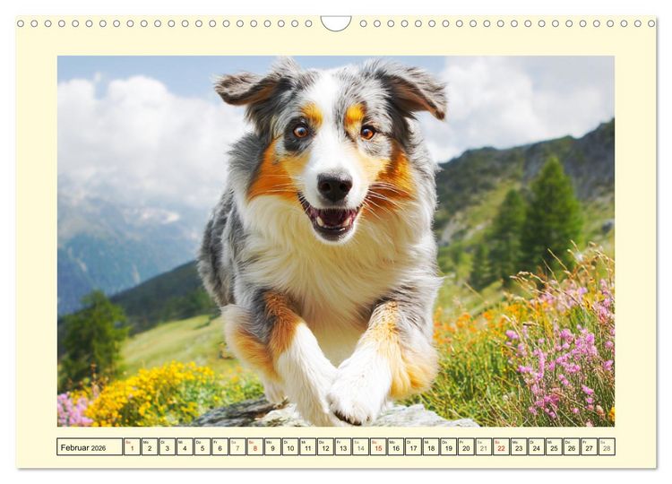 Produktbild: Australian Shepherd. Wanderfreude auf Pfoten im Bergsommer (Wandkalender 2026 DIN A3 quer), CALVENDO Monatskalender