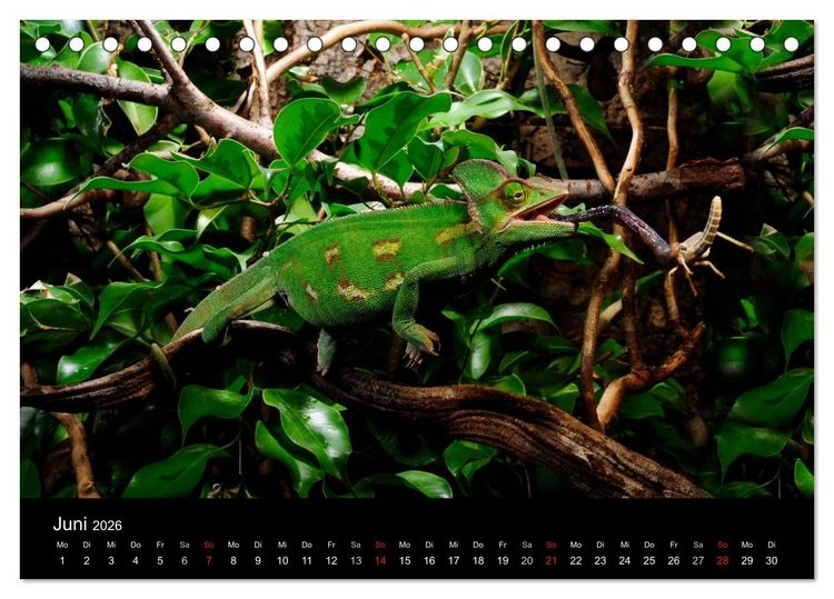 Produktbild: REPTILIEN IM TERRARIUM (Tischkalender 2026 DIN A5 quer), CALVENDO Monatskalender