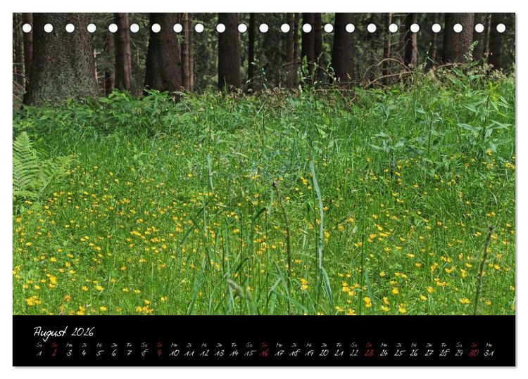 Produktbild: Wald (Tischkalender 2026 DIN A5 quer), CALVENDO Monatskalender