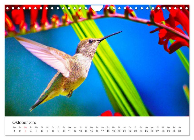 Produktbild: Kolibris - wahre Luftakrobaten (Wandkalender 2026 DIN A4 quer), CALVENDO Monatskalender