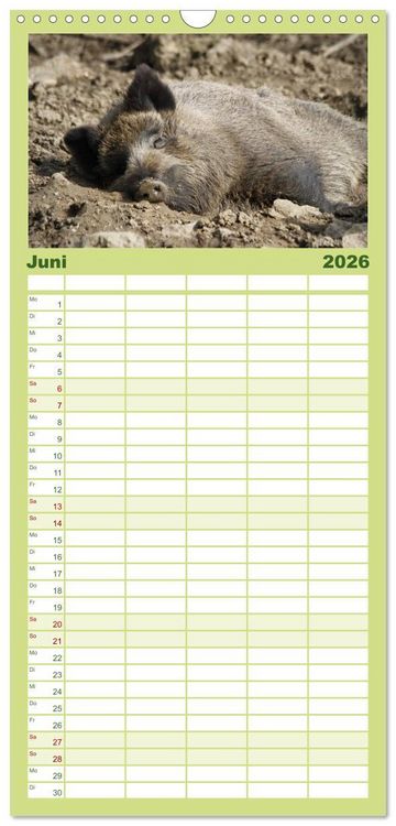 Produktbild: Familienplaner 2026 - Schweinkram - Die Wildschweine sind los mit 5 Spalten (Wandkalender, 21 x 45 cm) CALVENDO