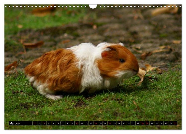 Produktbild: Kuschelige Meerschweinchen (Wandkalender 2026 DIN A3 quer), CALVENDO Monatskalender