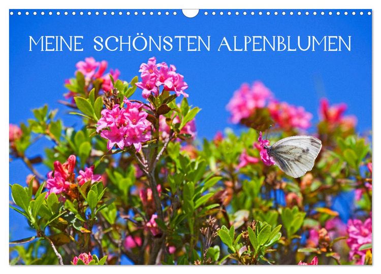Produktbild: Meine sch&ouml;nsten Alpenblumen (Wandkalender 2026 DIN A3 quer), CALVENDO Monatskalender