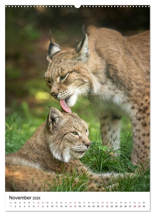 Produktbild: Der eurasische Luchs (hochwertiger Premium Wandkalender 2026 DIN A2 hoch), Kunstdruck in Hochglanz