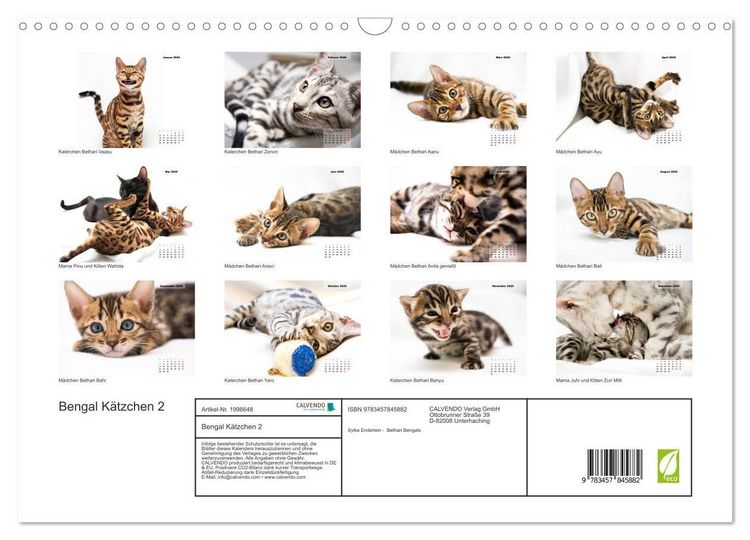 Produktbild: Bengal K&auml;tzchen 2 (Wandkalender 2026 DIN A3 quer), CALVENDO Monatskalender