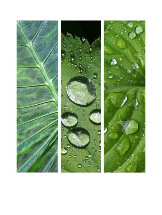Produktbild: CALVENDO Puzzle Natural Trios - Gr&uuml;n | 1000 Teile Lege-Gr&ouml;&szlig;e 64x48cm Foto-Puzzle f&uuml;r gl&uuml;ckliche Stunden