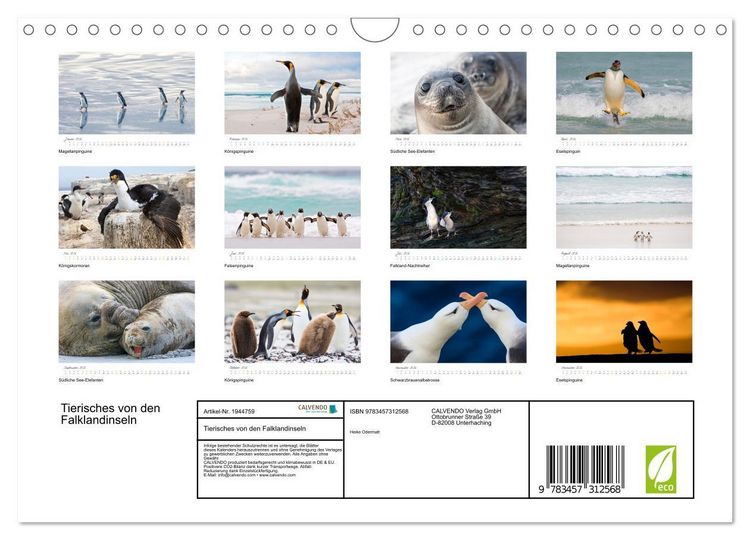 Produktbild: Tierisches von den Falklandinseln (Wandkalender 2026 DIN A4 quer), CALVENDO Monatskalender
