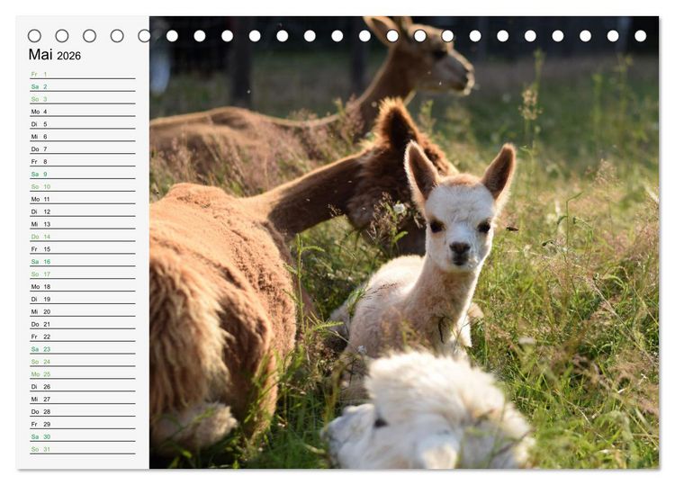 Produktbild: Alpakababys zum Verlieben (Tischkalender 2026 DIN A5 quer), CALVENDO Monatskalender