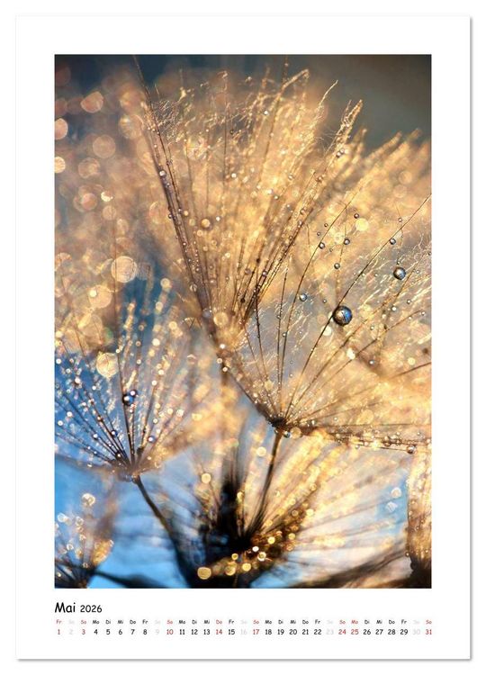 Produktbild: Die Pusteblume neu erleben (Wandkalender 2026 DIN A3 hoch), CALVENDO Monatskalender