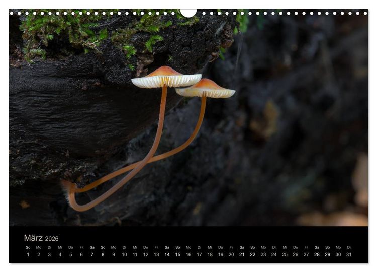 Produktbild: PILZE IM FOKUS 2026 (Wandkalender 2026 DIN A3 quer), CALVENDO Monatskalender