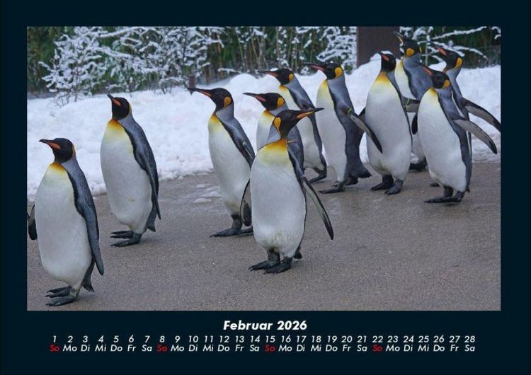 Produktbild: Pinguine & Eisb&auml;ren 2026 Fotokalender DIN A4